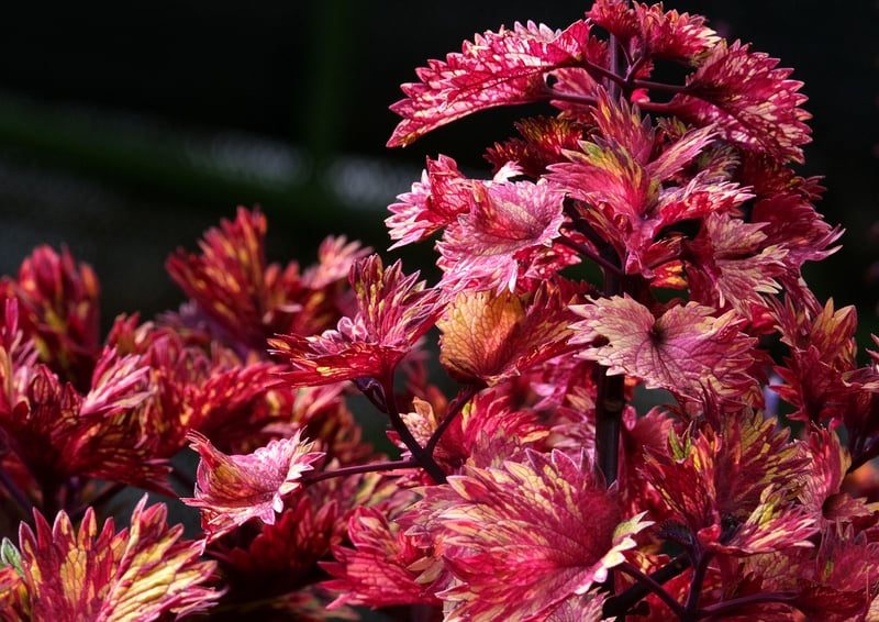 Coleus Plant