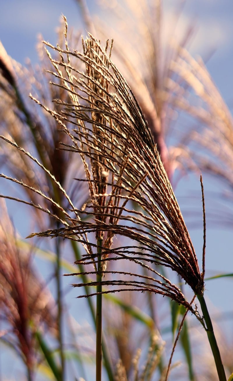 Ornamental Grass