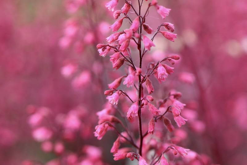 Heuchera Plant