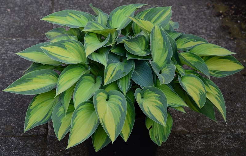 Hosta Plant