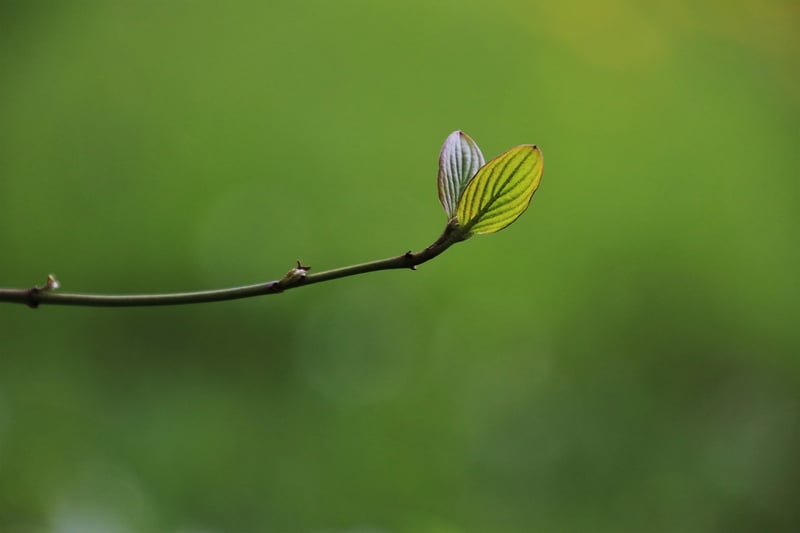 Plant Growth