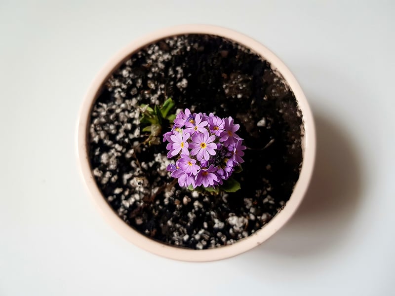 Assorted plants in different types of planters