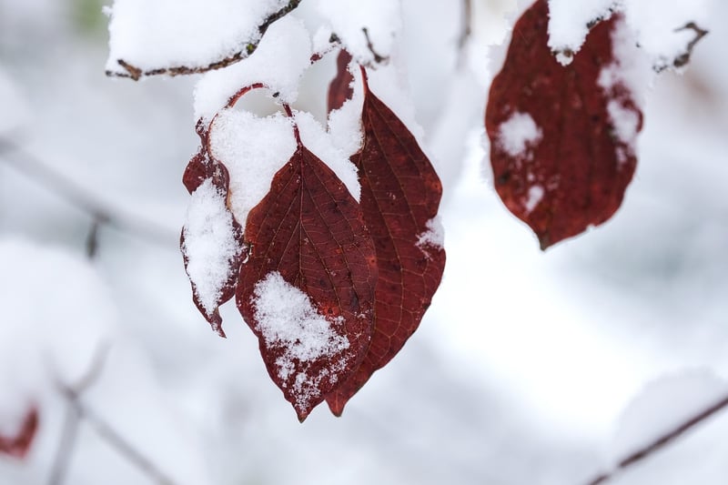 Winter Garden